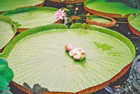 Giant lily leaves