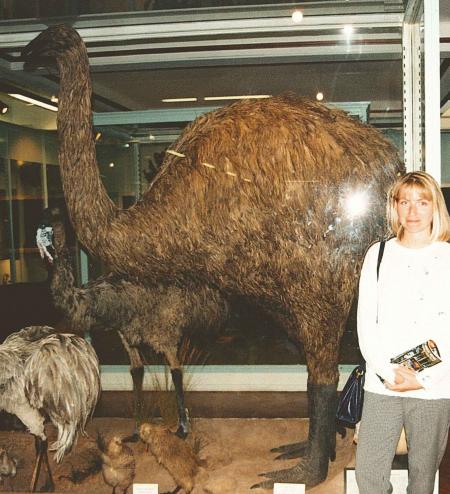 Giant Ostrich