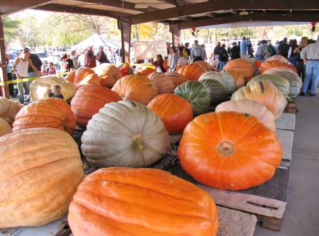 Giant Pumpkin