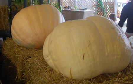 Giant Pumpkins