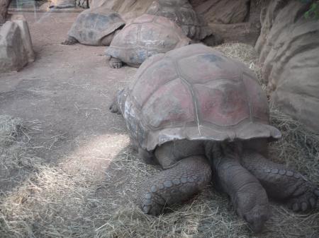 Giant Tortoise