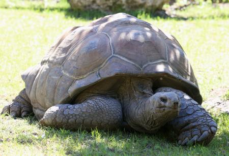 Giant Tortoise
