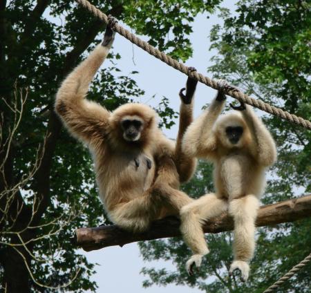 Gibbons on the Branch