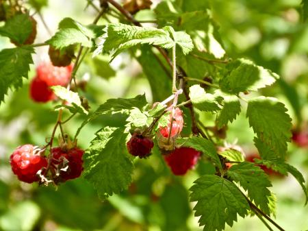 Gifts from the garden