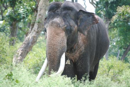 Gigantic elephant in Kaziranga forest