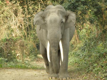 Gigantic tusker elephant of  Kaziranga