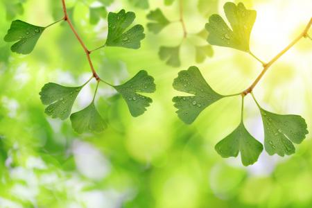 Ginko Leaves