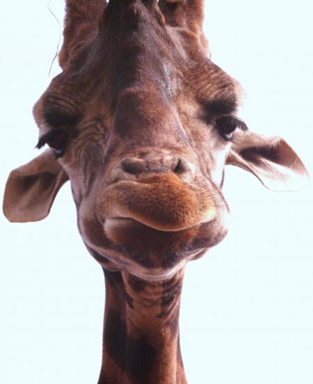 Giraffe Closeup