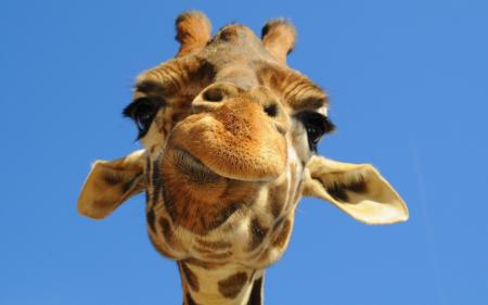 Giraffe Closeup