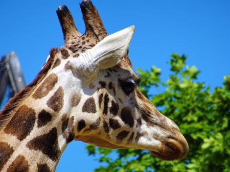 Giraffe Head Beside Green Leafed Tree