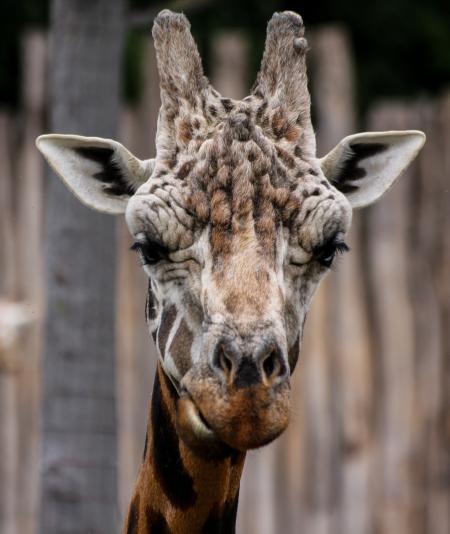 Giraffe in the Zoo