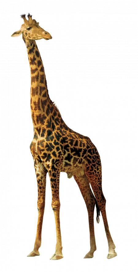 Giraffe in the Zoo