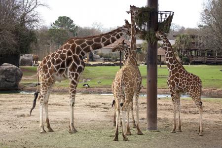 Giraffes in the Zoo