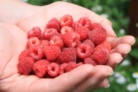 Girl and raspberries