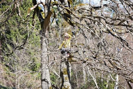 Girl on the Tree