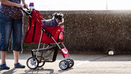 Giving Ride to Dog