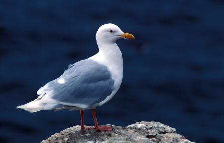 Glaucous Gull