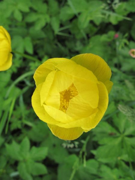 Globe Flower