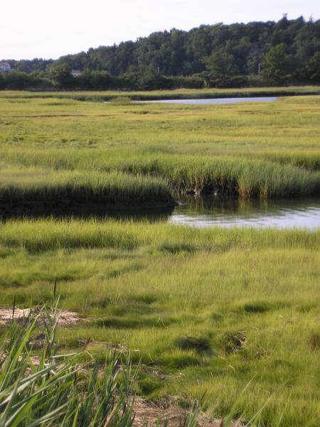 Gloucester, MA salt marsh