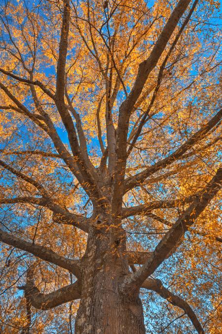 Glowing Autumn Tree Foliage - HDR