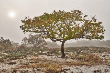 Glowing Mist of Assateague Island - HDR