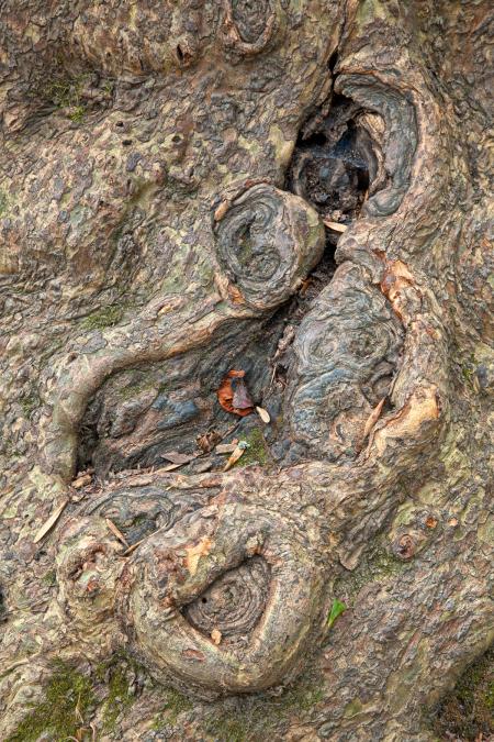 Gnarled Wood Texture - HDR