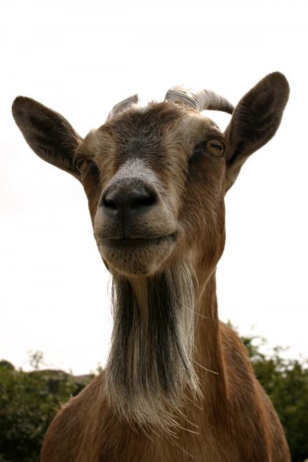 Goat closeup