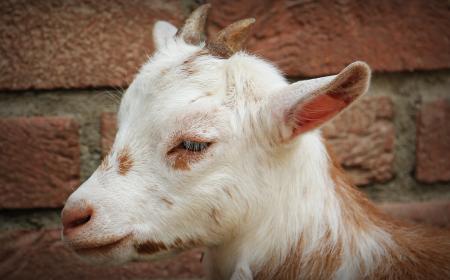 Goat Closeup