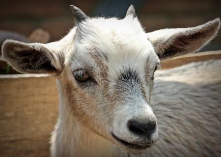 Goat Closeup