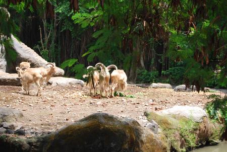 Goats at Surabaya Zoo