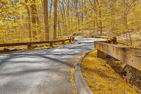 Gold Forest Road - HDR