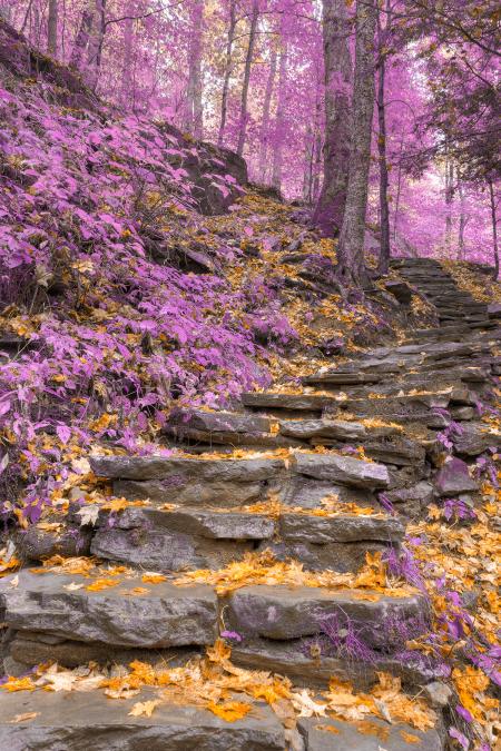 Gold Lavender Staircase - HDR