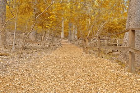 Gold Sanctuary Trail - HDR