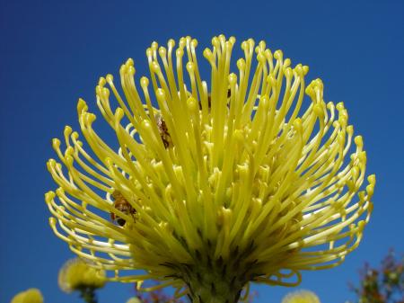 Golden Banksia