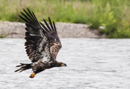 Golden Eagle Flying