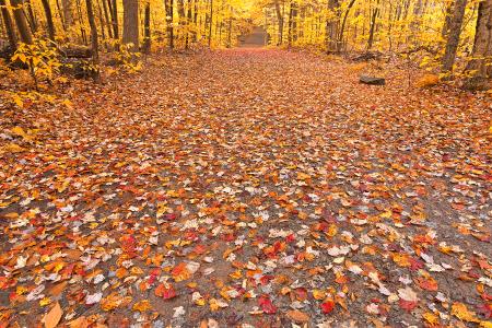 Golden Fall Forest Trail - HDR