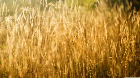 Golden Grass