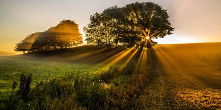 Golden Photographer