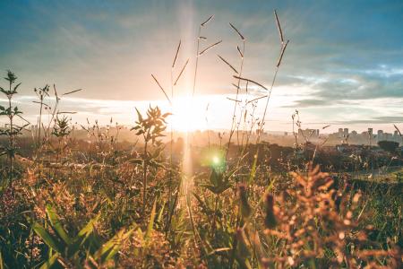 Golden Hour Photography of Grass Field