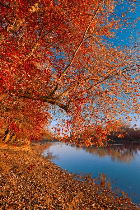 Golden Potomac Hour - Ruby Autumn HDR
