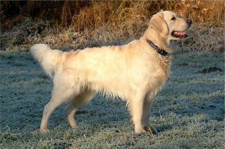 Golden Retriever