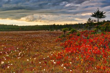 Golden Ruby Hour - Dolly Sods HDR