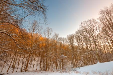 Golden Winter Forest - HDR