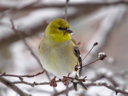 Goldfinch on the Branch