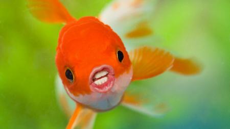 Goldfish face
