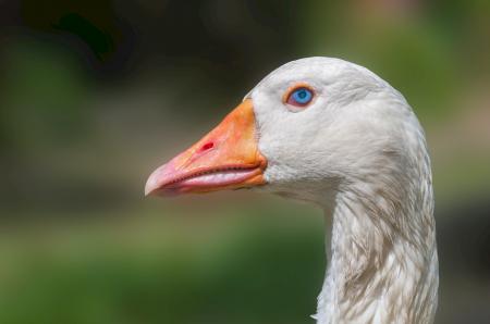 Goose