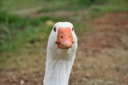 Goose Closeup