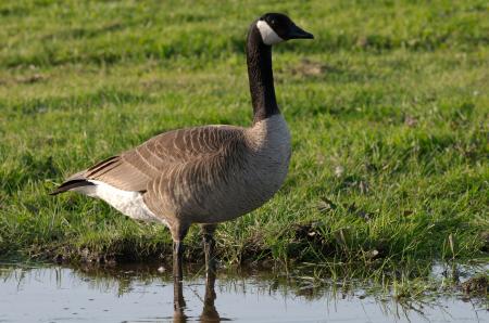 Goose in the Water