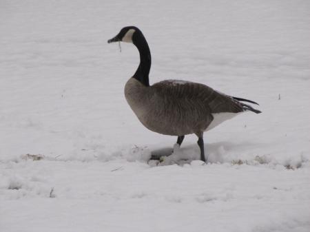 Goose in Winter