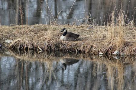 Goose location hunting